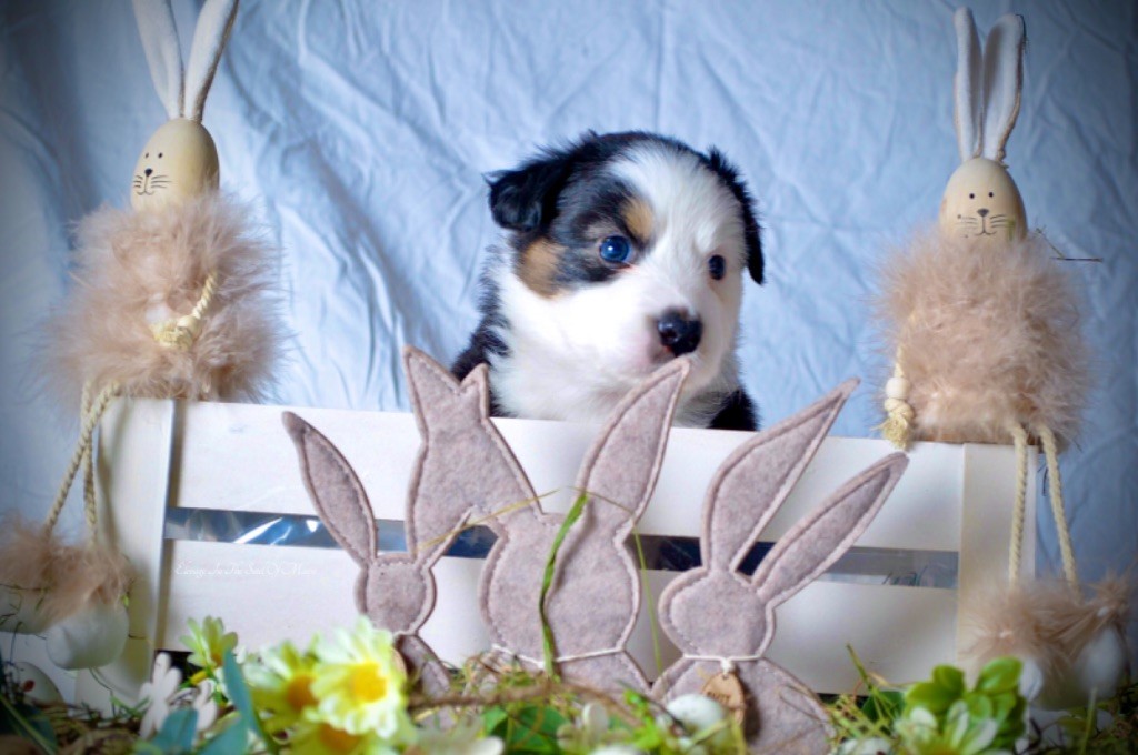 In The Soul Of Maesi - Berger Australien - Portée née le 28/02/2024